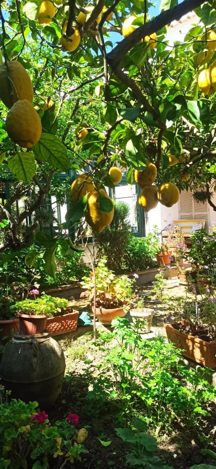 Villa Dei Fiori B&B Capri Exterior foto